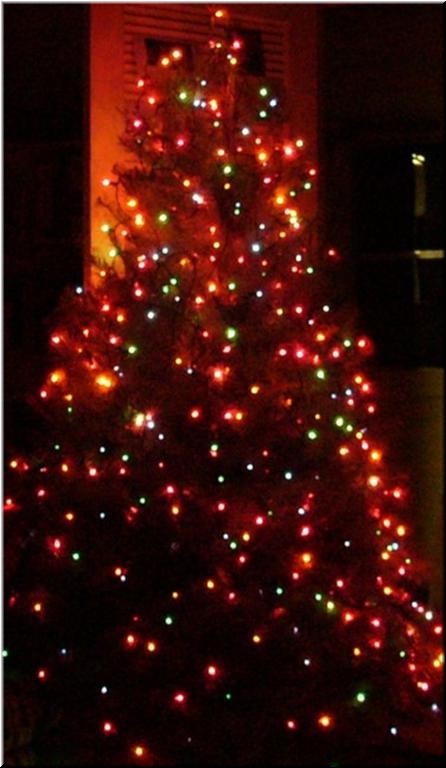 12-03Oli'sTree (Large).JPG