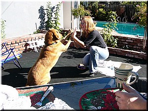 12-25-03DoggiePlayTime (25) (Large).JPG
