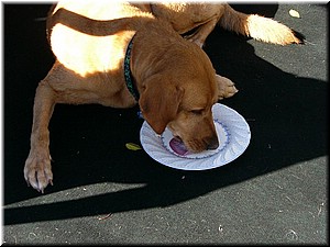 12-25-03DoggiePlayTime (6) (Large).JPG
