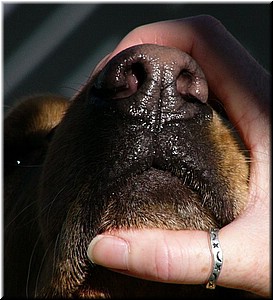 12-25-03DoggiePlayTime (7) (Large).JPG
