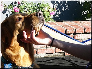 12-25-03DoggiePlayTime (8) (Large).JPG